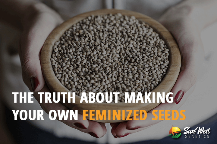 the truth about making your Own feminized seeds