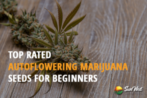 top rated autoflowering marijuana seeds for beginners