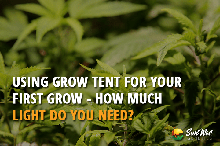 using grow tent for your first grow