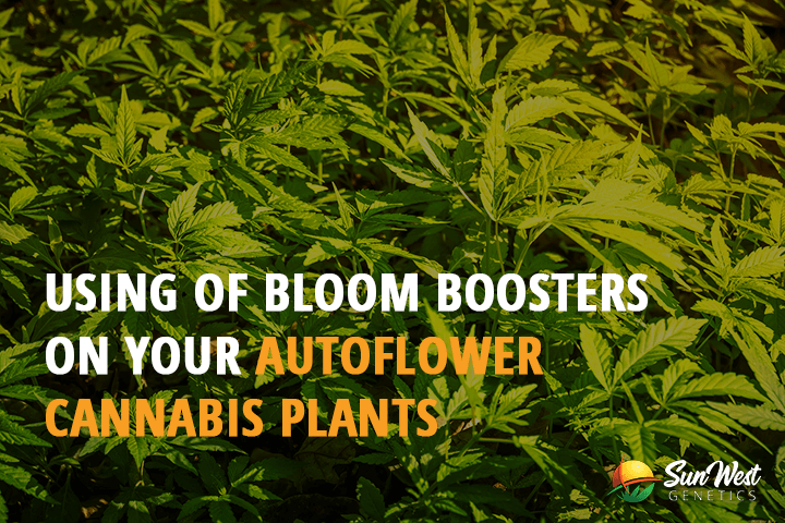 using of bloom boosters on your autoflower cannabis plants
