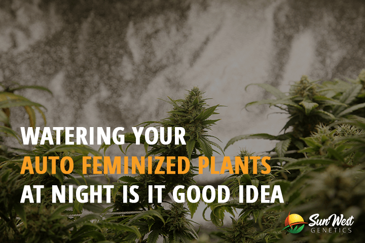 watering your auto feminized plants at night