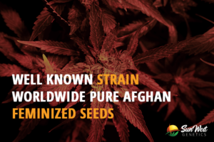 well known strain worldwide pure afghan feminized seeds