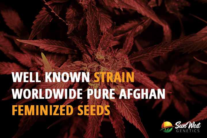 well known strain worldwide pure afghan feminized seeds