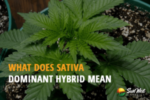 what does sativa dominant hybrid mean