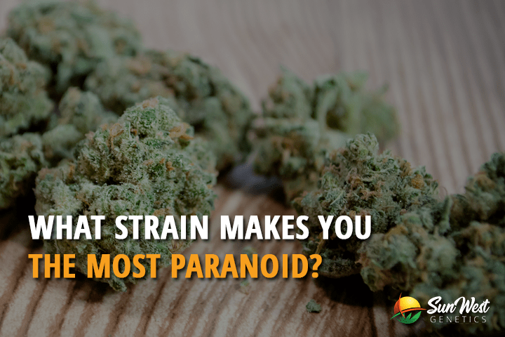 what strain makes you paranoid