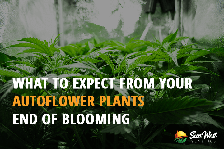 what to expect from your autoflower plants end of blooming