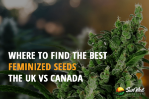 where to find the best feminized seeds the uk vs canada