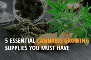 5 essential cannabis growing supplies you must have