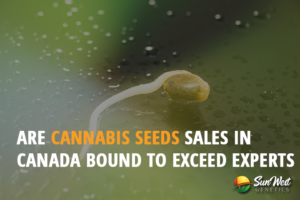 are cannabis seeds sales in canada bound to exceed experts