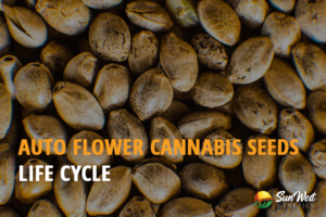 autoflower cannabis seeds life cycle