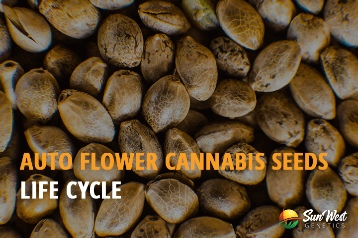 autoflower cannabis seeds life cycle