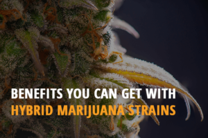 benefits you can get with hybrid marijuana strains