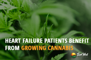 can heart failure patients benefit from growing cannabis