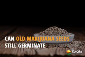can old marijuana seeds still germinate