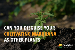 can you disguise your cultivating marijuana as other plants