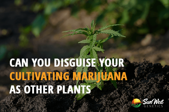 can you disguise your cultivating marijuana as other plants