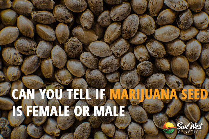 can you tell if a marijuana seed is female or male