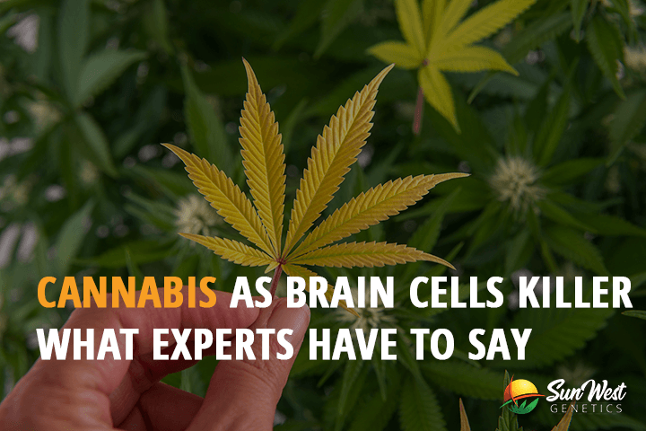 cannabis as brain cells killer what experts have to say