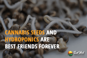 cannabis seeds and hydroponics are best friends forever