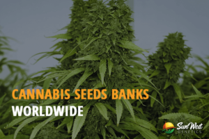 cannabis seeds banks worldwide