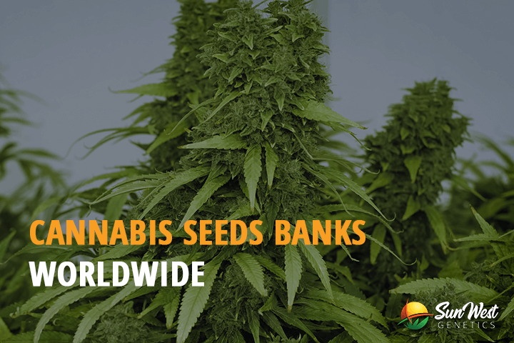 cannabis seeds banks worldwide