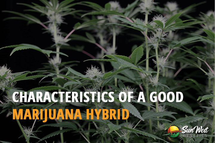 characteristics of a good marijuana hybrid