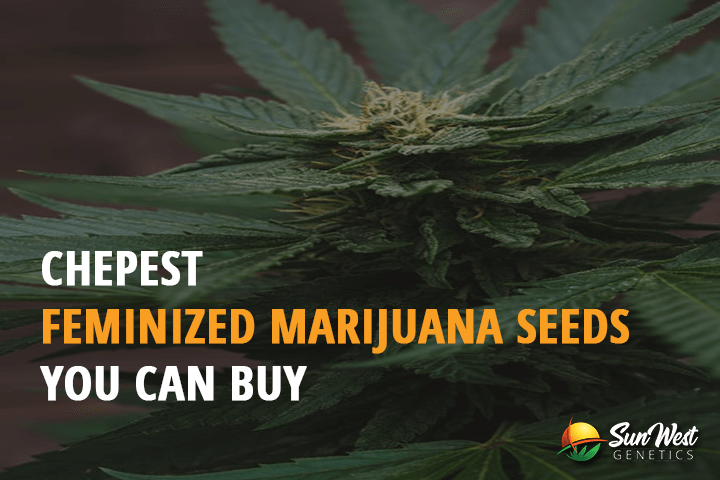 cheapest feminized marijuana seeds you can buy