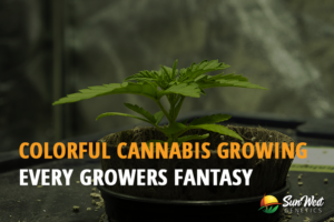 colorful cannabis growing every growers fantasy