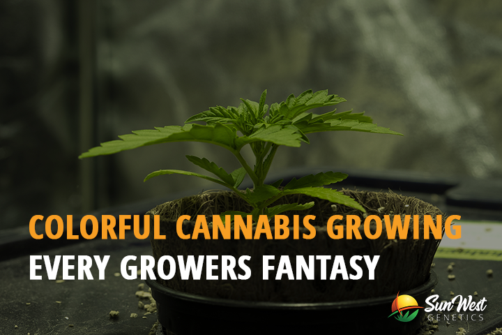 colorful cannabis growing every growers fantasy