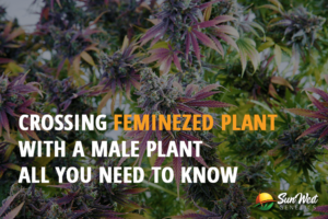 crossing feminized plant with a male plant all you need to know