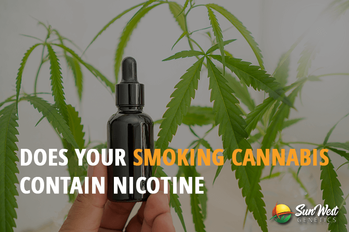 does your smoking cannabis contain nicotine