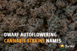 dwarf autoflowering cannabis strain names