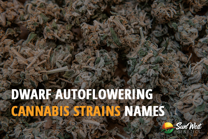 dwarf autoflowering cannabis strain names
