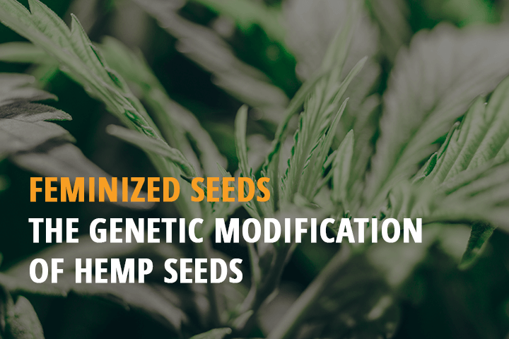 feminized seeds the genetic modification of hemp seeds