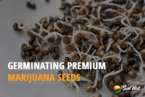 germinating premium marijuana seedS