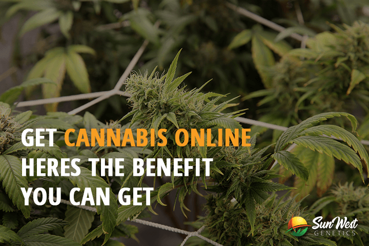 get cannabis online heres the benefit you can get