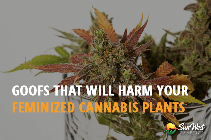 goofs that will harm your feminized cannabis plants