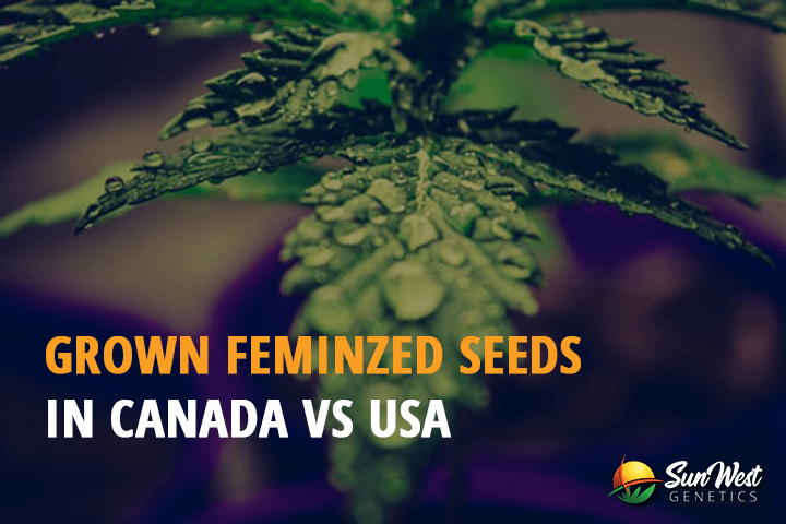 grown feminized seeds in canada vs the usa