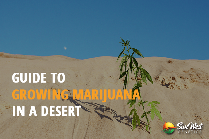 guide to growing marijuana in a desert