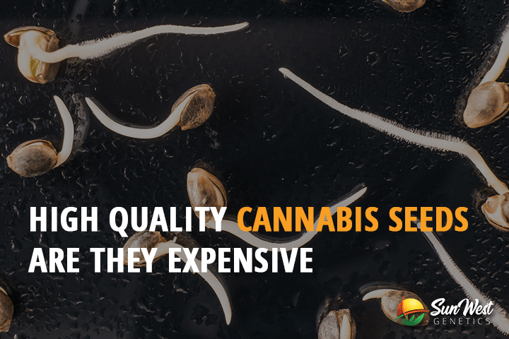 high quality cannabis seeds are they expensive