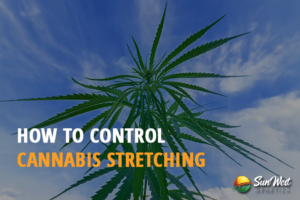 how to control cannabis stretching