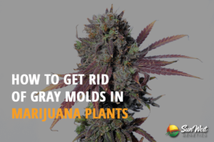 how to get rid of gray molds in marijuana plants