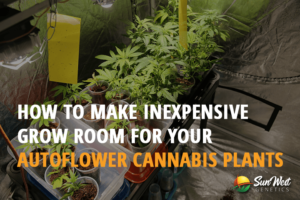 how to make inexpensive grow room for your autoflower cannabis plants