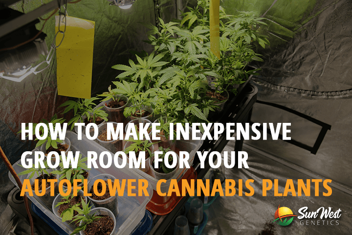 how to make inexpensive grow room for your autoflower cannabis plants