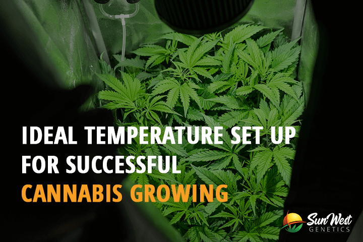 ideal temperature set Up for successful cannabis growing