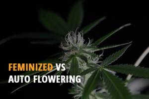 pros and cons detailed information feminized vs autoflowering seeds