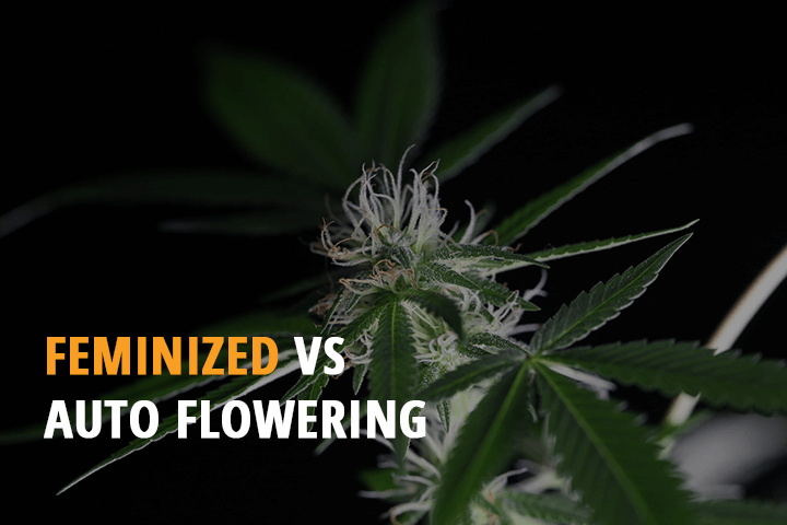 pros and cons detailed information feminized vs autoflowering seeds
