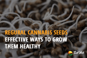regular cannabis seeds effective ways to grow them healthy