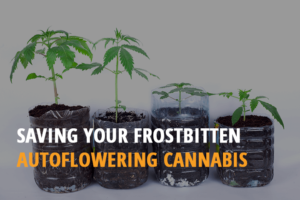 saving your frostbitten autoflowering cannabis plants
