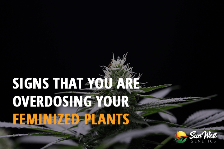 signs that you are overdosing your feminized plants